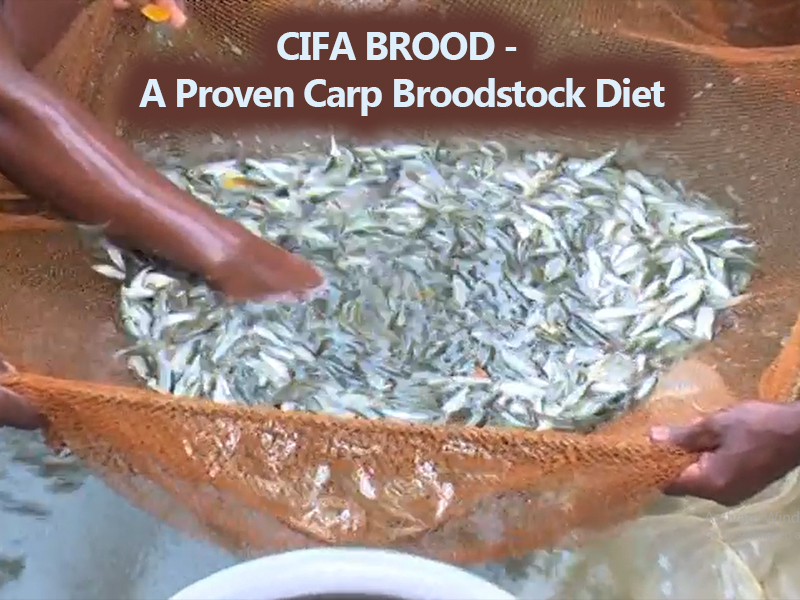 CIFABROOD - A Proven Carp Broodstock Diet